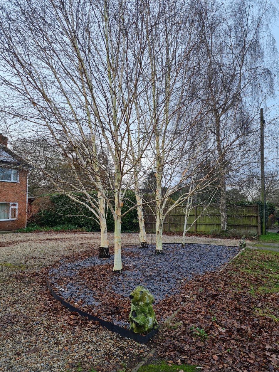 2023-12-14 21 Surlingham and Rockland.jpg