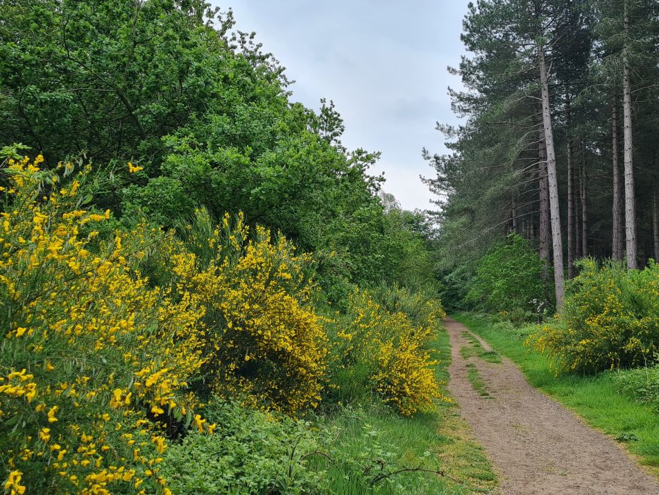 2024-05-14 13 Hillington Grimston Congham.jpg