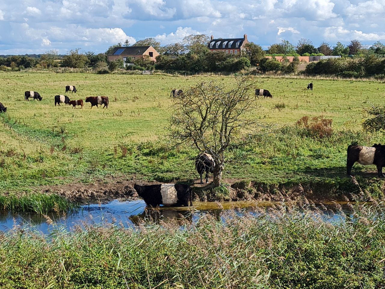 2024-09-08 09 Burnham Overy Staithe.jpg