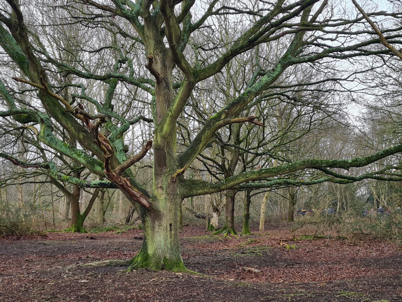 2025-02-12 09 Beccles Common and Town.jpg