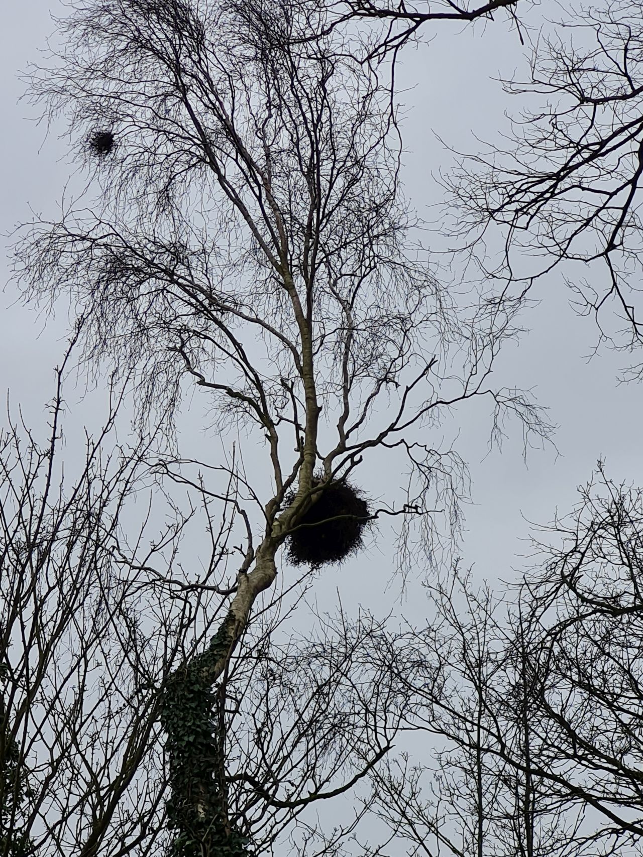 2025-02-12 30 Beccles Common and Town.jpg