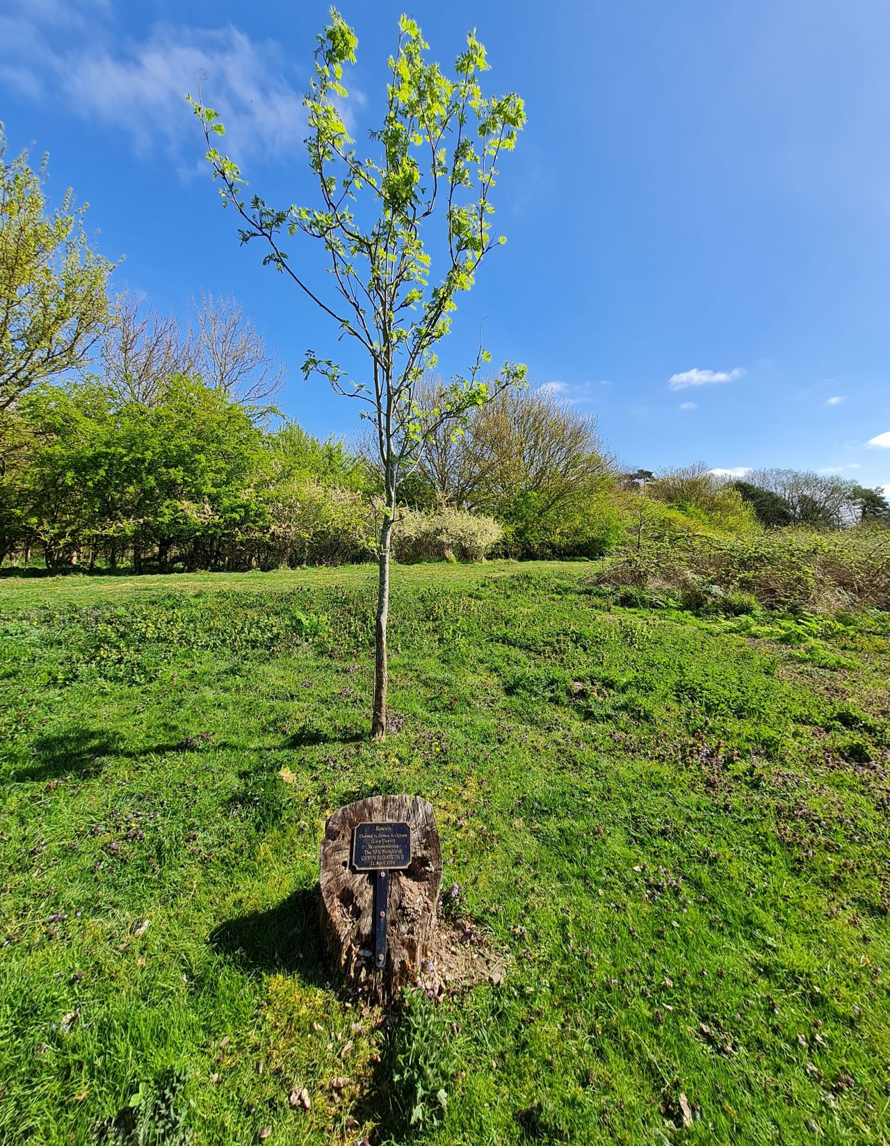 2025-04-10 07 Bergh Apton and Chet.jpg