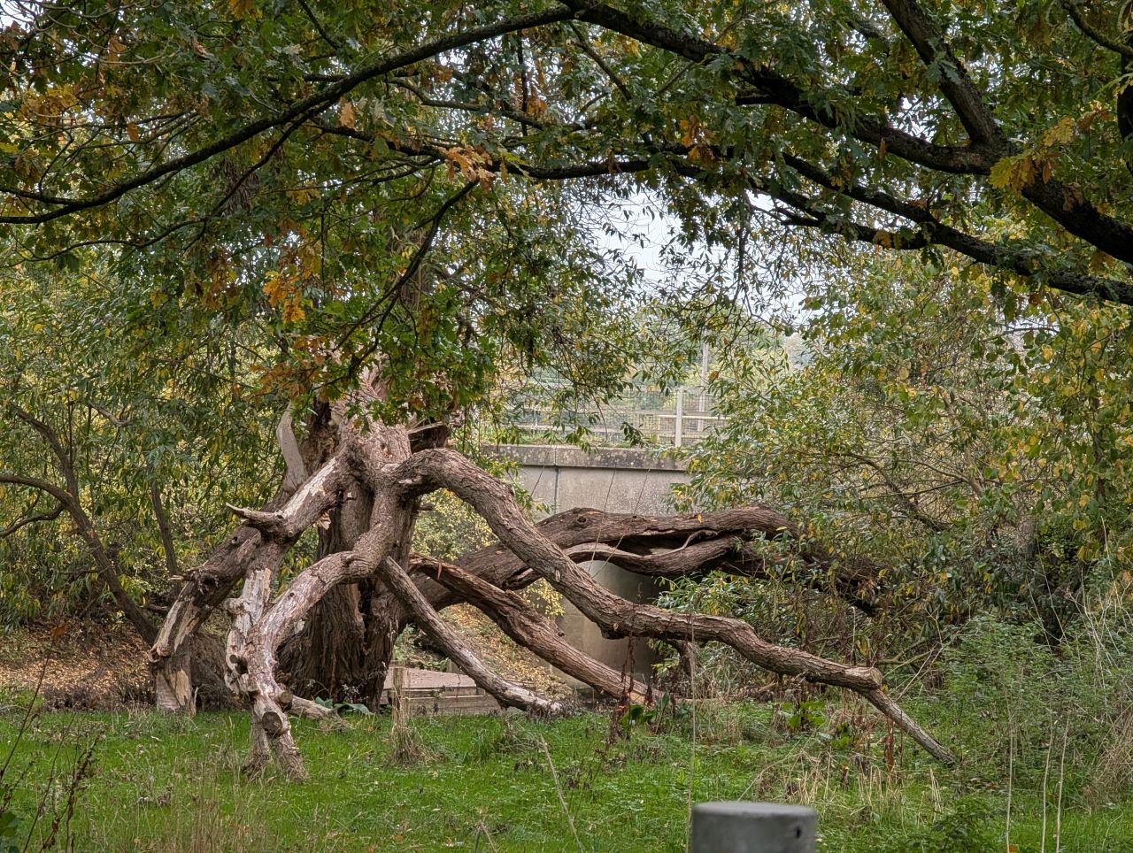 2025-10-18 15 Bus Walk - Harleston to Wortwell Station Farm.jpg