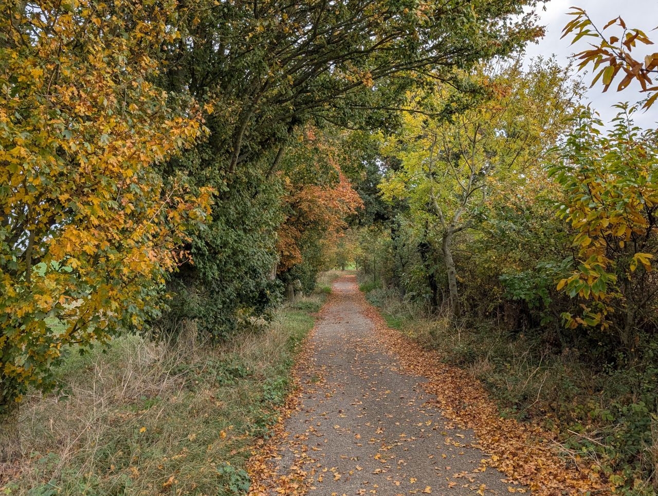 2025-10-18 25 Bus Walk - Harleston to Wortwell Station Farm.jpg