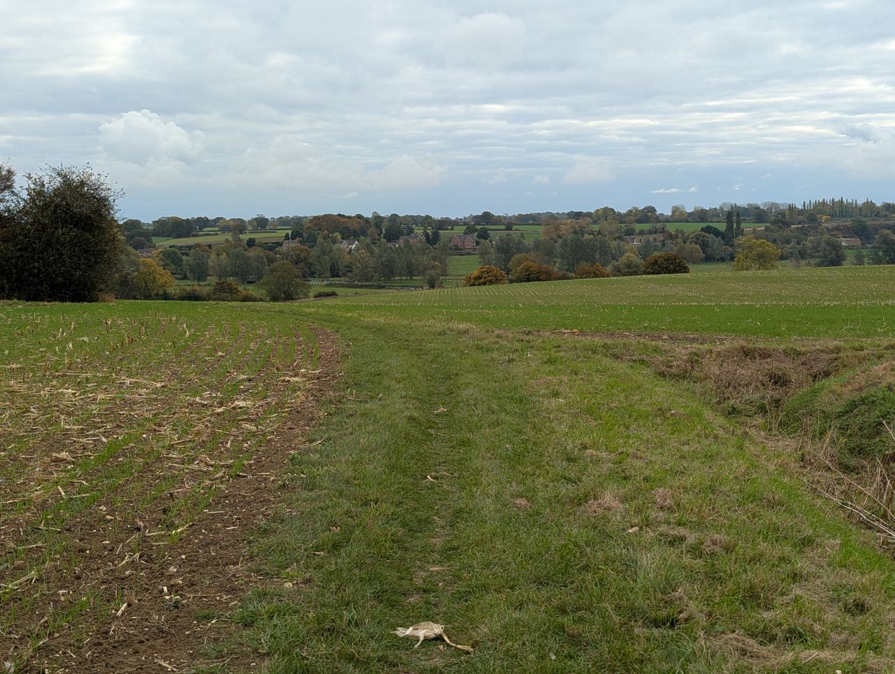 2025-10-18 31 Bus Walk - Harleston to Wortwell Station Farm.jpg
