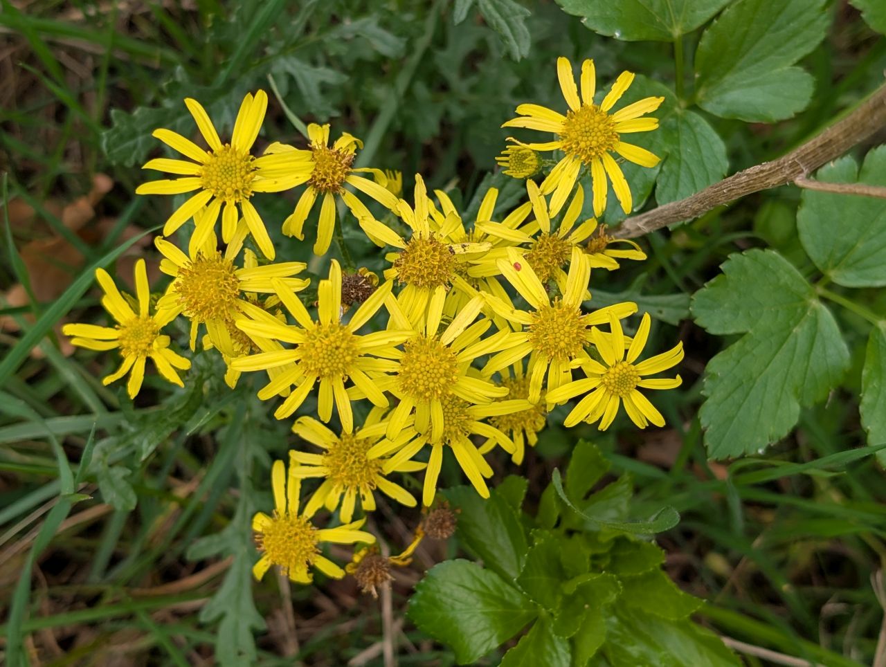 2025-10-18 77 Bus Walk - Harleston to Wortwell Station Farm.jpg