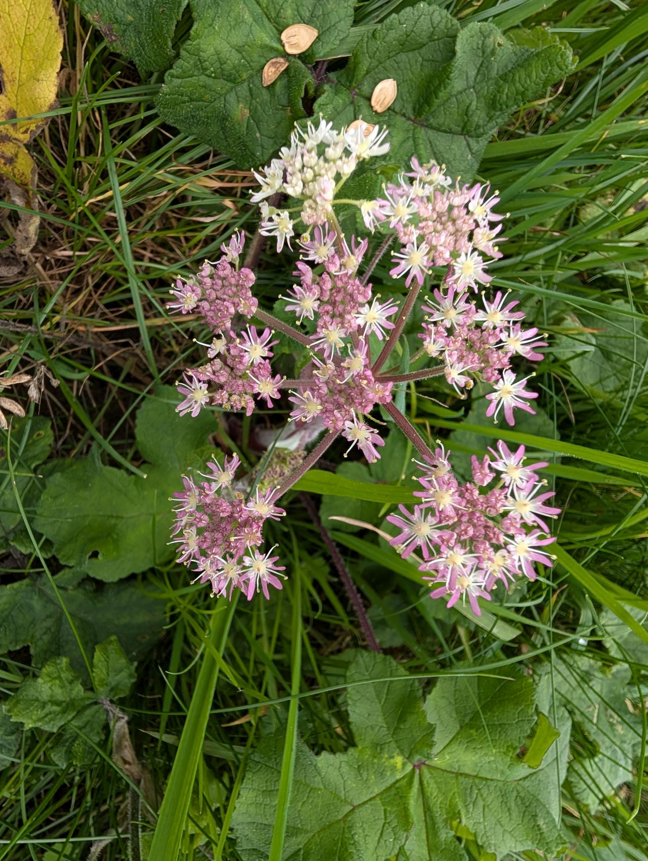 2025-10-18 79 Bus Walk - Harleston to Wortwell Station Farm.jpg