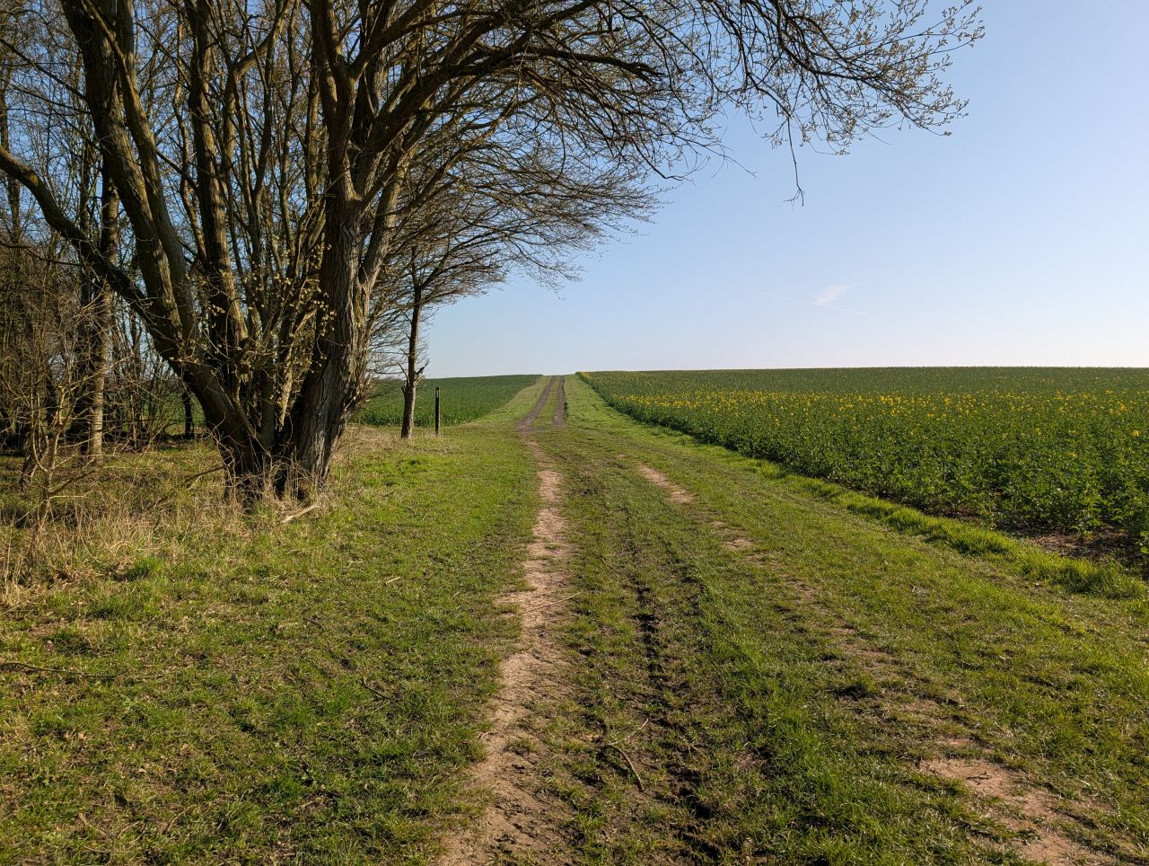 2026-03-19 02 Boxford and Hadleigh Heath.jpg