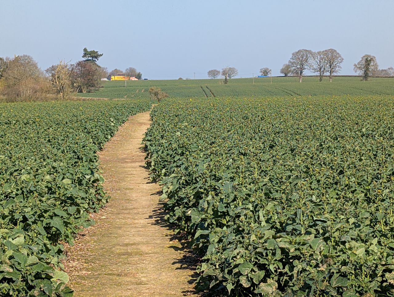 2026-03-19 07 Boxford and Hadleigh Heath.jpg