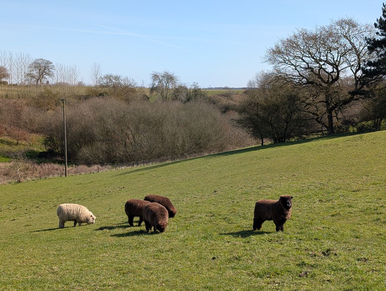 2026-03-21 44 Hadleigh Heath and Hadleigh.jpg