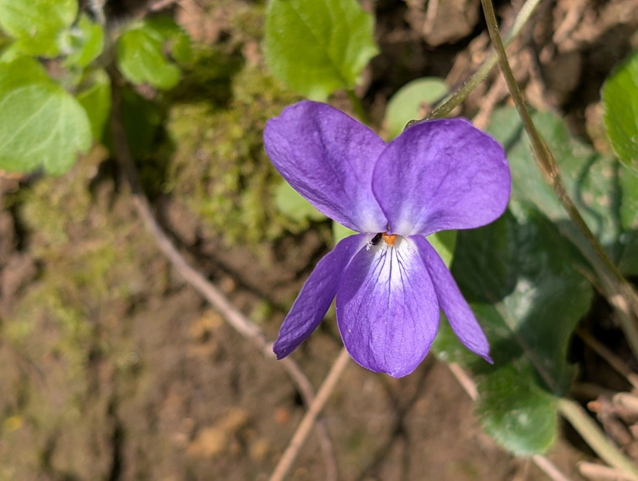 2026-03-22 16 Monks Eleigh to Lavenham.jpg