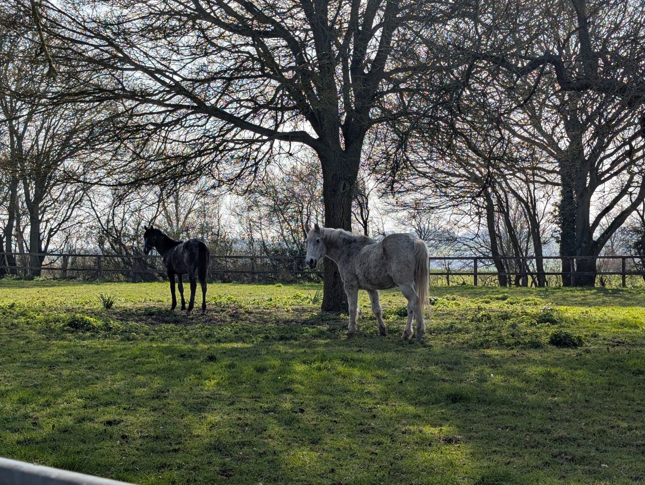 2026-03-22 18 Monks Eleigh to Lavenham.jpg