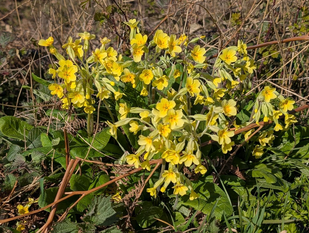 2026-03-26 05 Kersey to Monks Eleigh.jpg