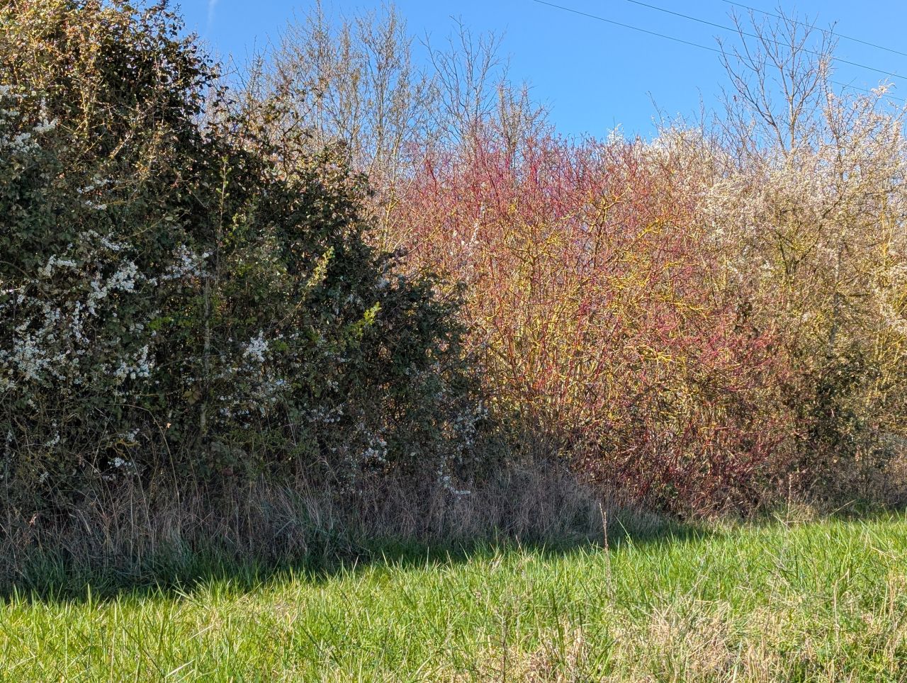 2026-03-26 08 Kersey to Monks Eleigh.jpg