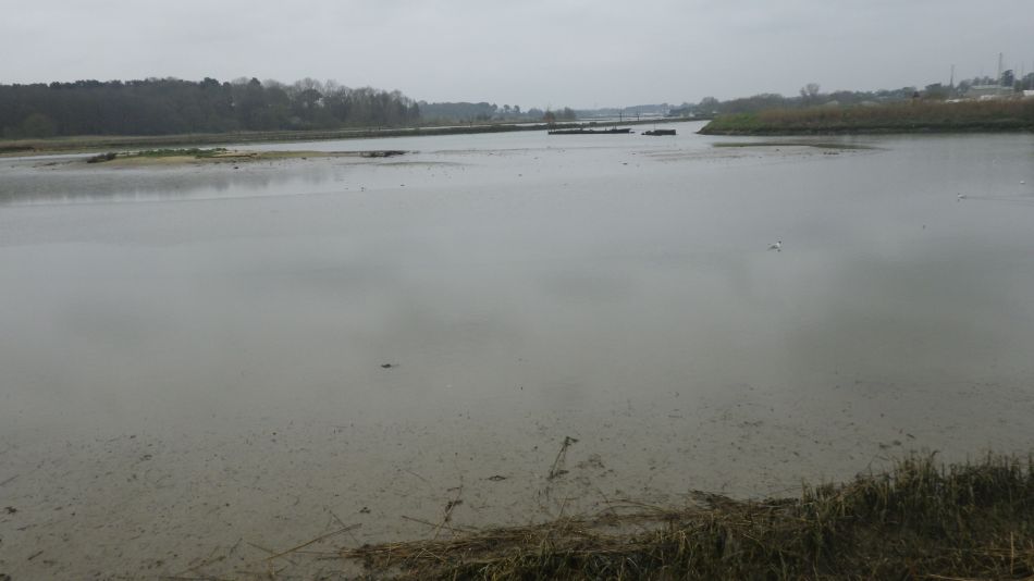 2020-03-19 03 Sandlings 4 Melton.jpg