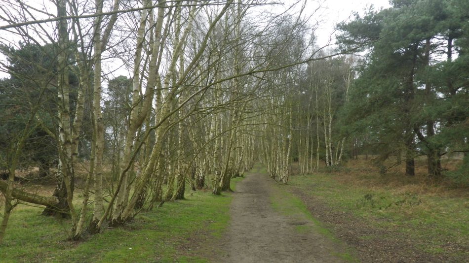 2020-03-19 08 Sandlings 4 Melton.jpg