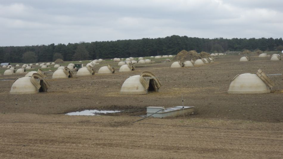 2020-03-19 10 Sandlings 4 Melton.jpg