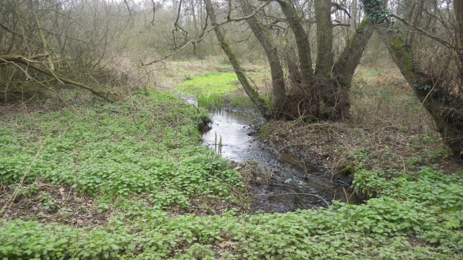 2020-03-19 12 Sandlings 4 Melton.jpg