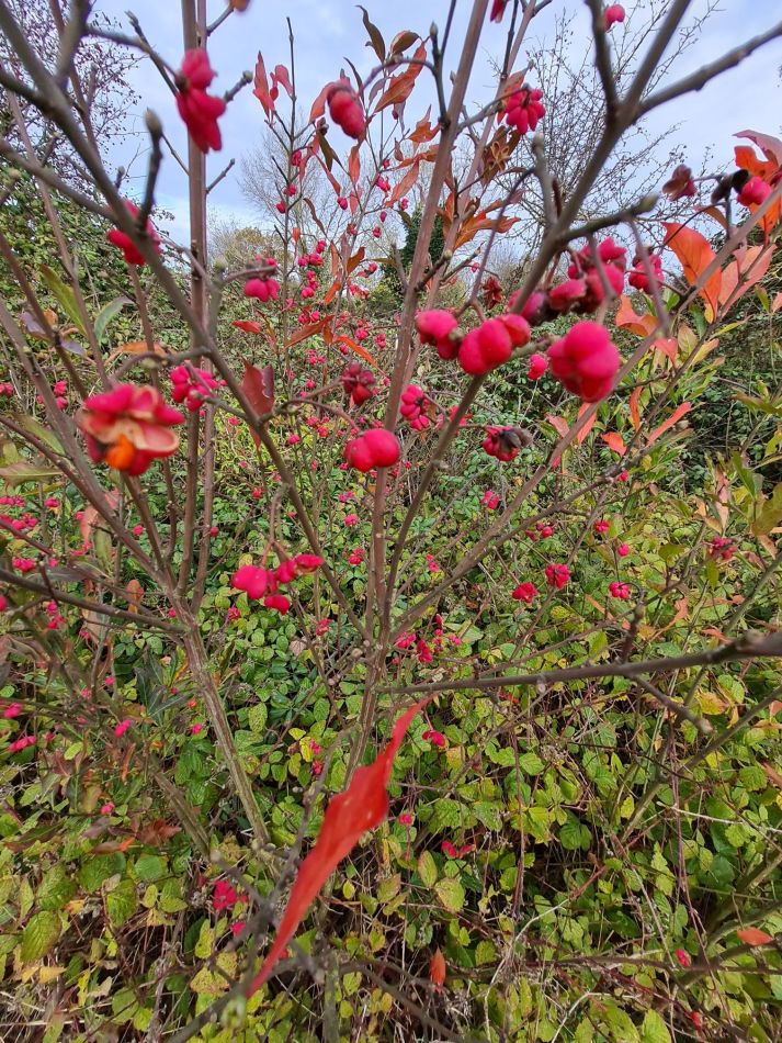 2020-11-26 12 Suffolk Creeks South Melton and Woodbridge.jpg