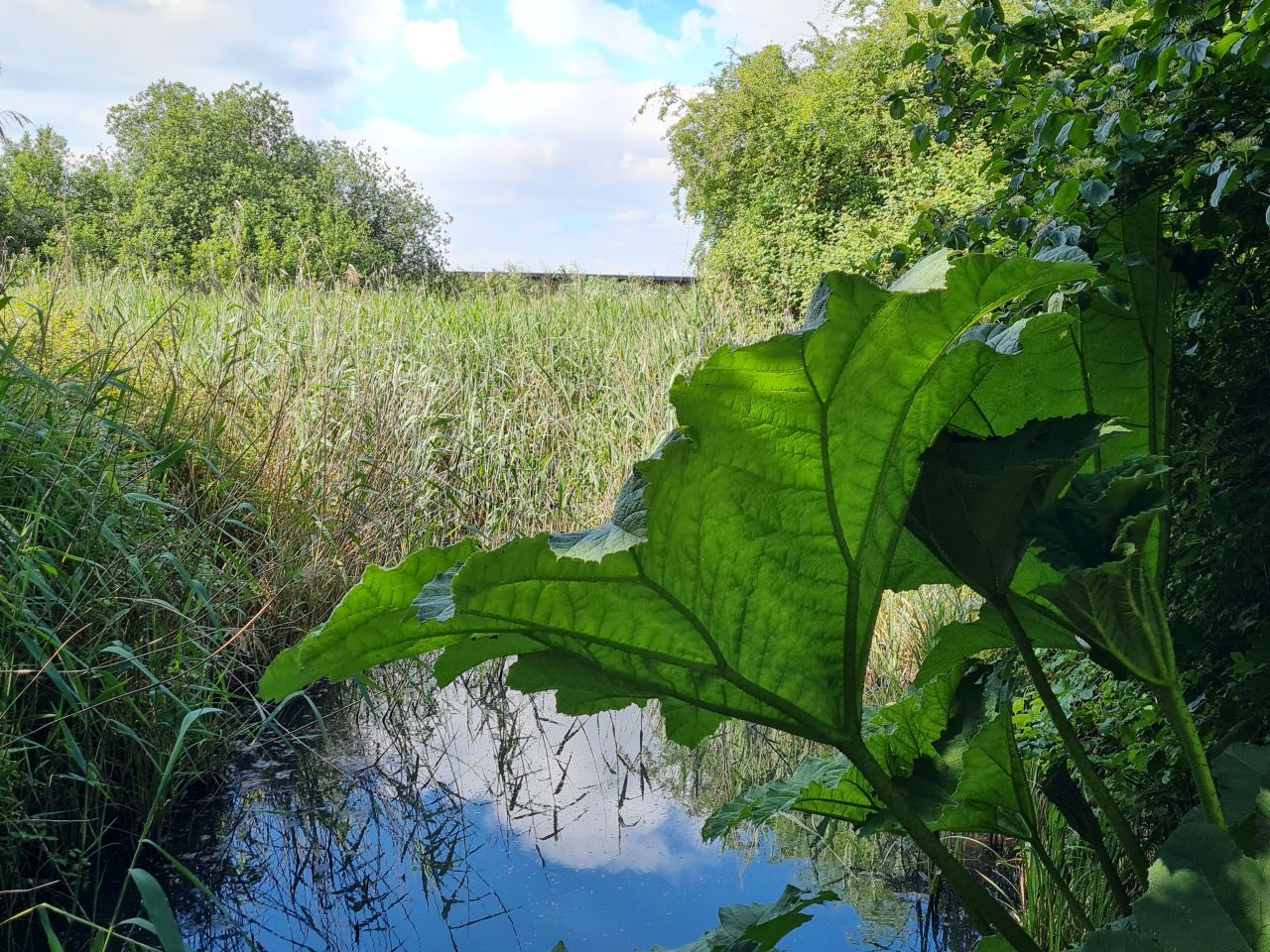 2024-06-09 04 Melton and Woodbridge.jpg