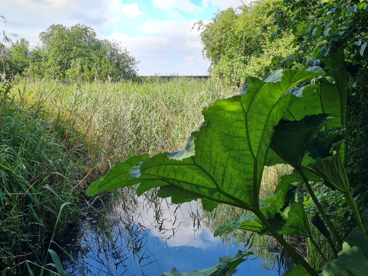 2024-06-09 05 Melton and Woodbridge.jpg