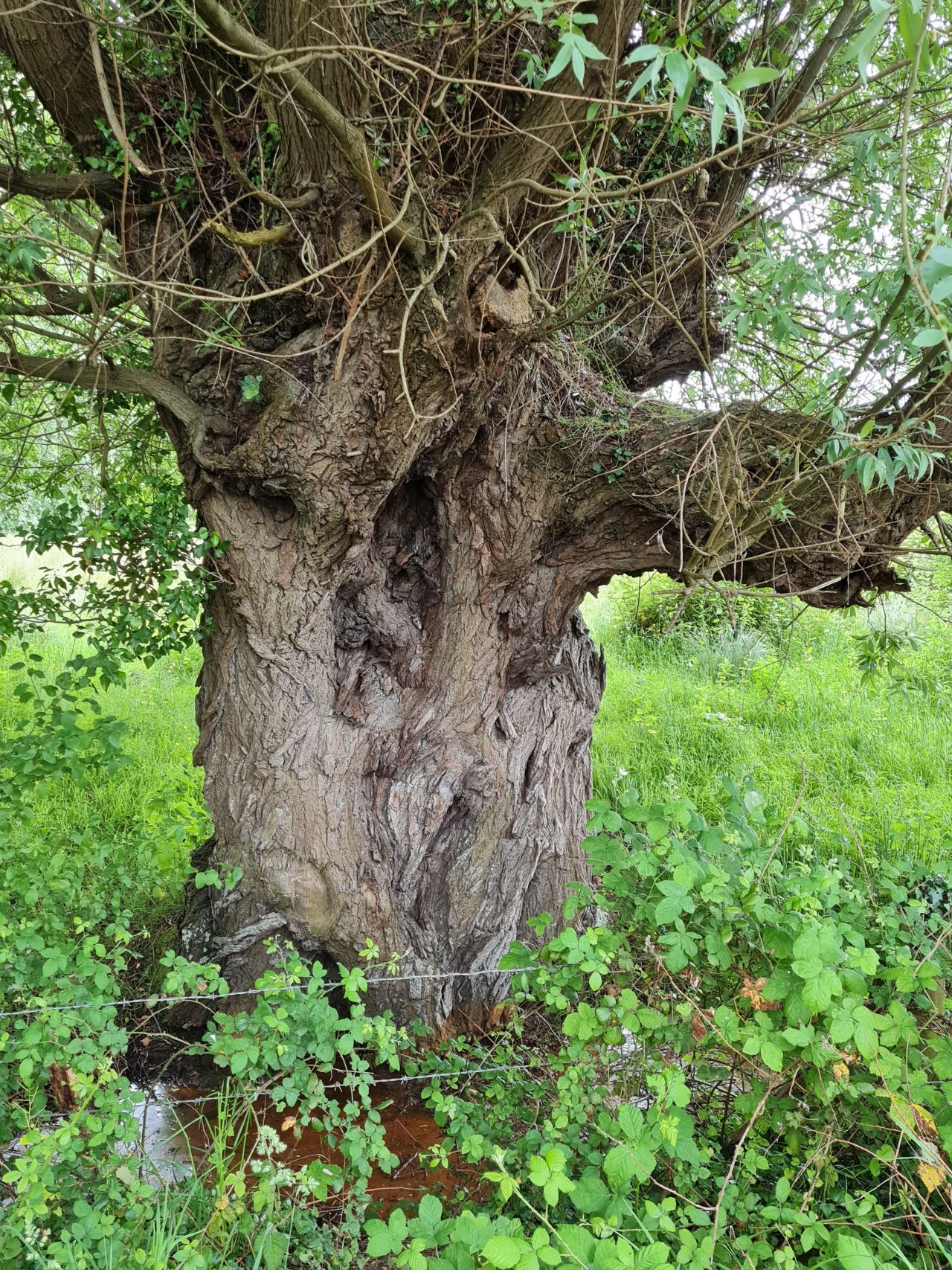 2024-06-09 42 Melton and Woodbridge.jpg