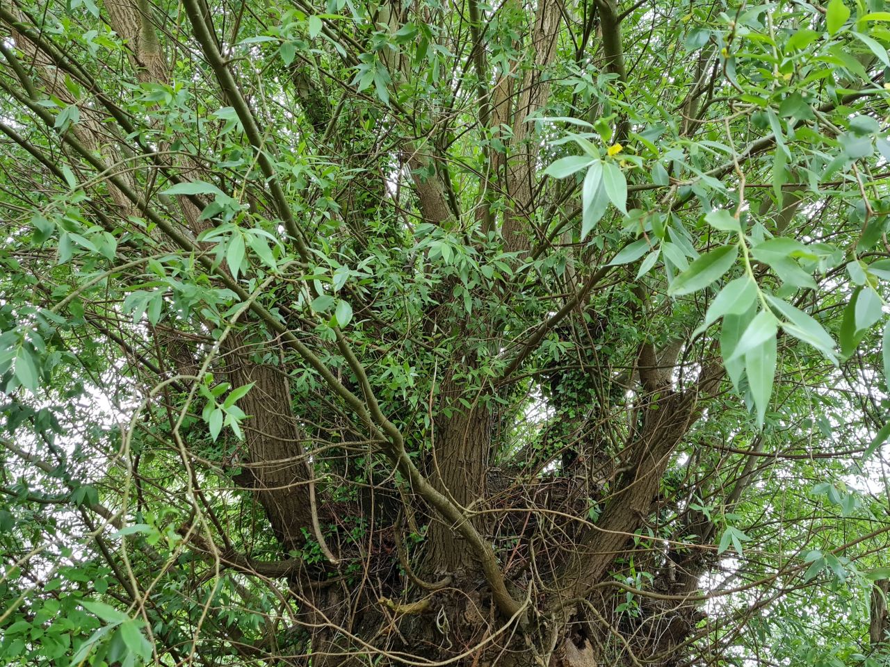 2024-06-09 43 Melton and Woodbridge.jpg