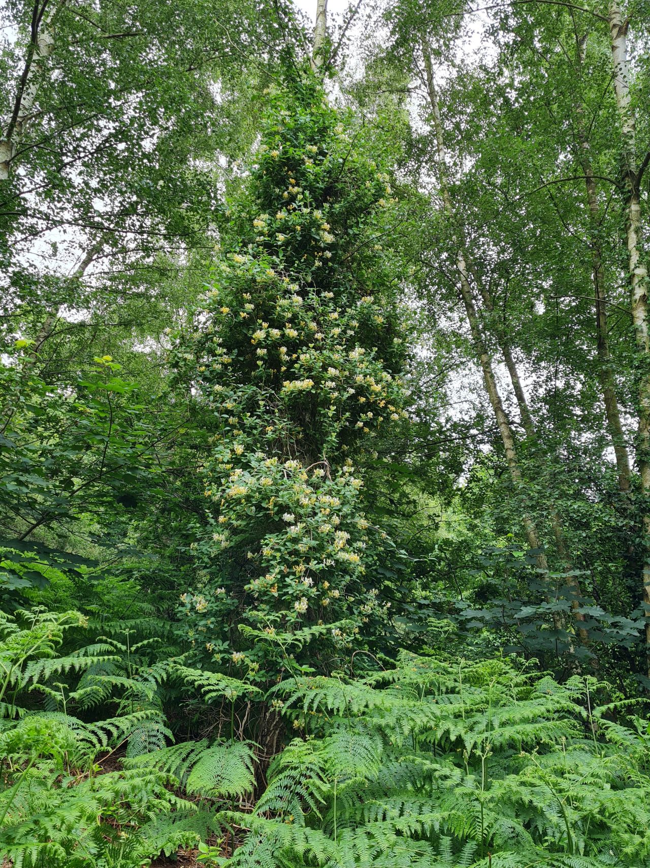 2024-06-09 55 Melton and Woodbridge.jpg