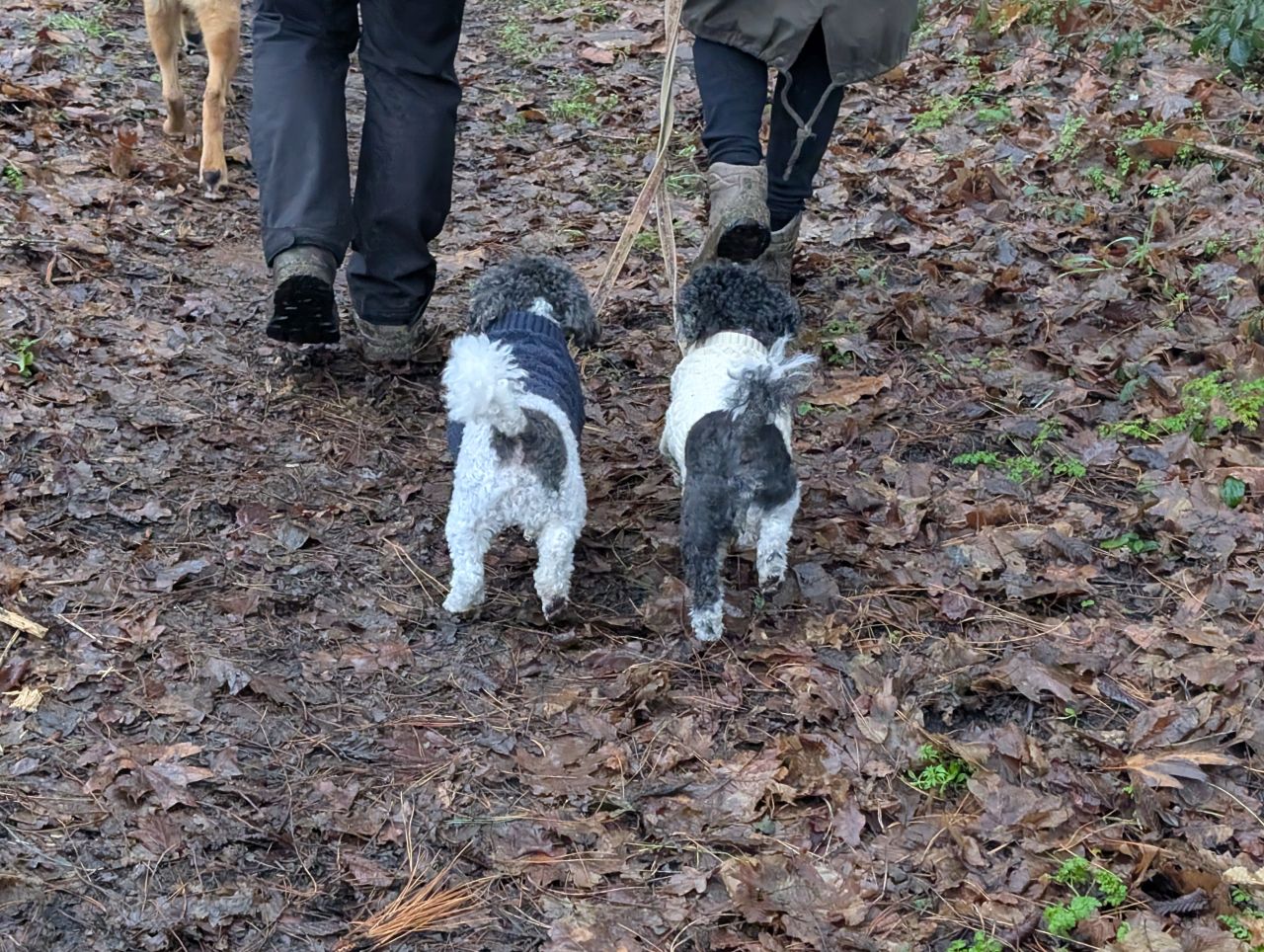 2026-01-13 04 Broome Dog Walk.jpg