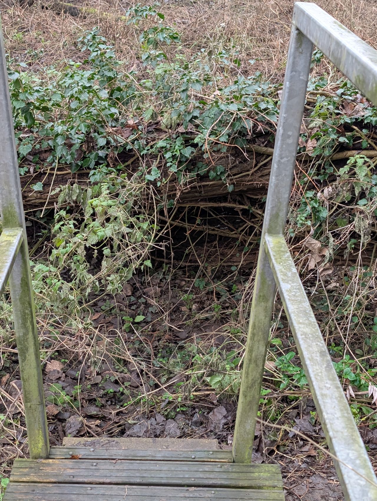 2026-01-13 06 Broome Dog Walk.jpg