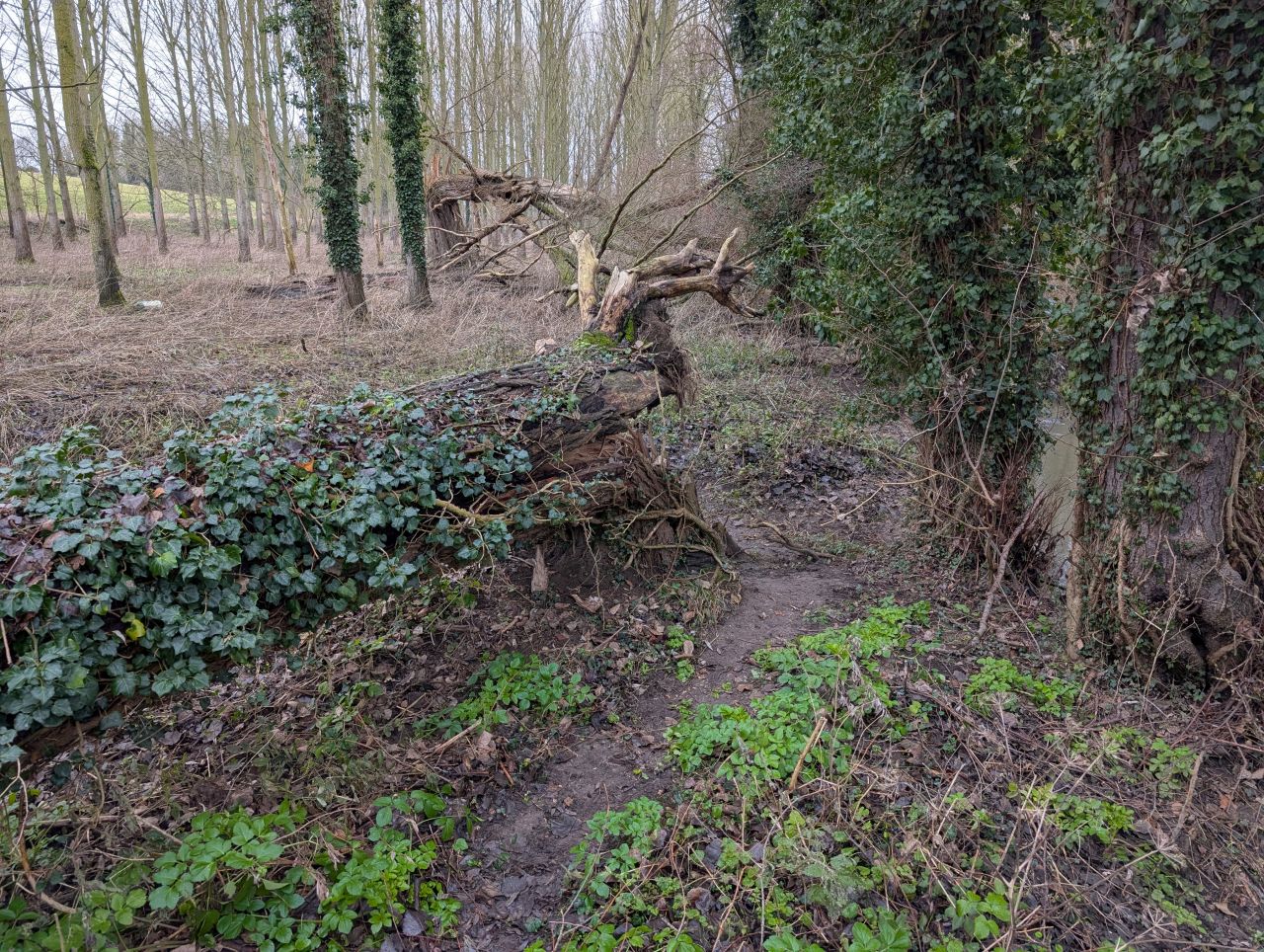 2026-01-13 07 Broome Dog Walk.jpg