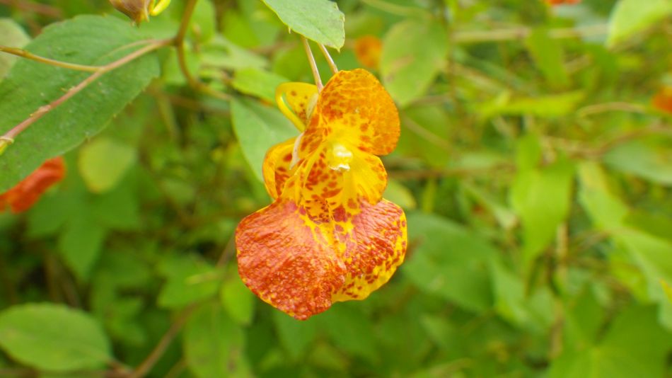 2014-09-11 02 North American Impatiens capensis.jpg