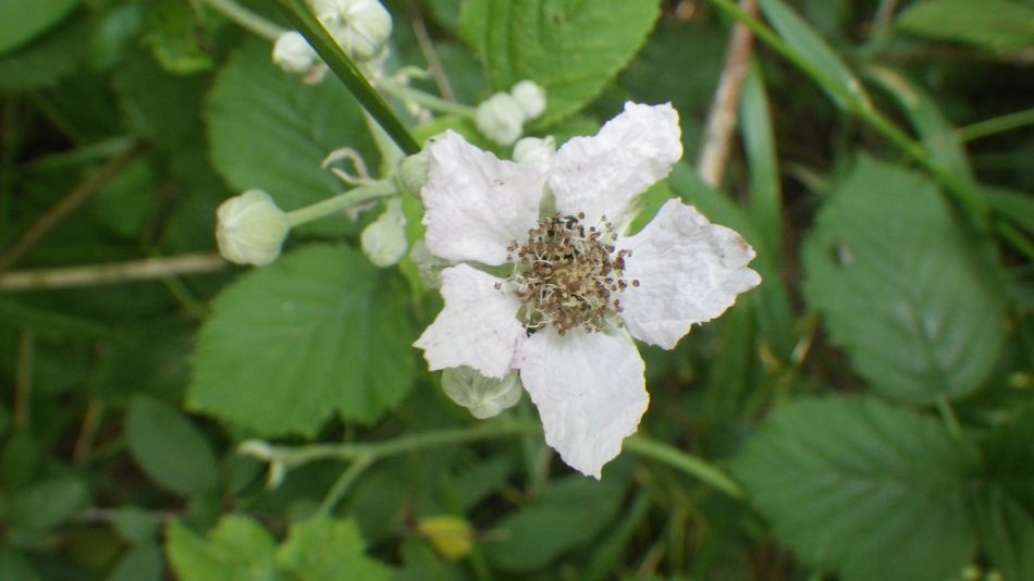 2017-06-21 08 Ellough Area.jpg