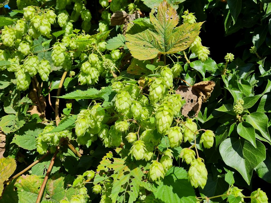 2022-08-31 04 Angles Way 21 - North Cove and Waveney.jpg