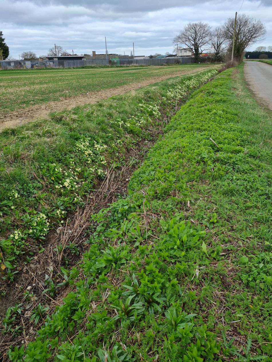 2024-03-24 01 Ellough and Worlingham.jpg