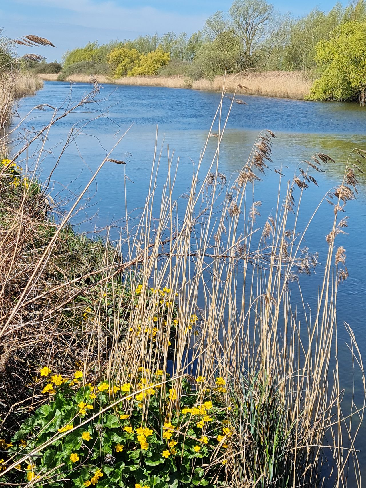 2025-04-18 01 North Cove and Waveney.jpg