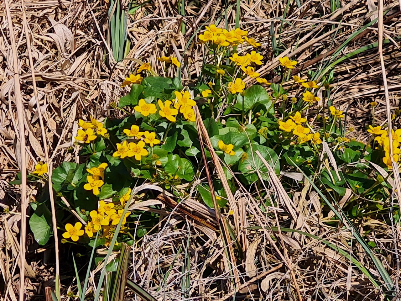 2025-04-18 02 North Cove and Waveney.jpg