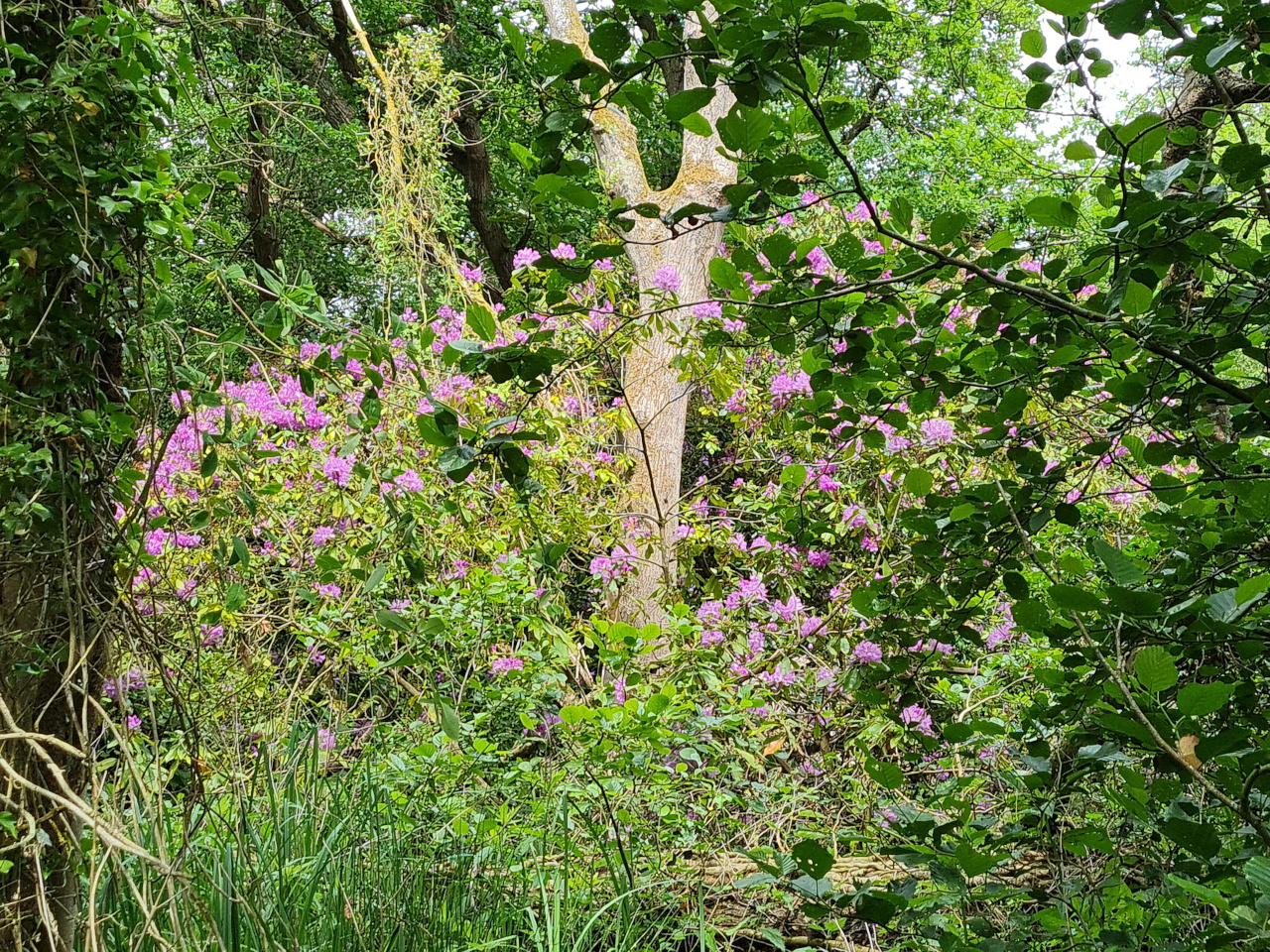 2025-06-06 01 North Cove Nature Reserve.jpg