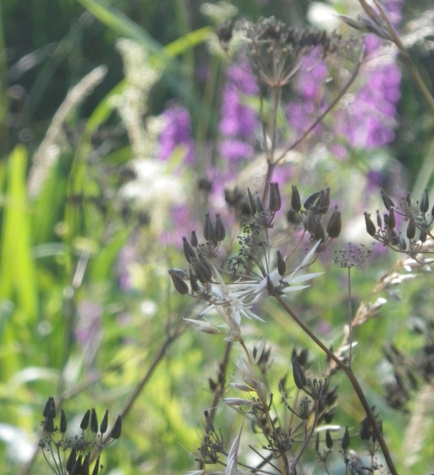 2018-07-07 05 Breakfast Walk at Barnby.jpg