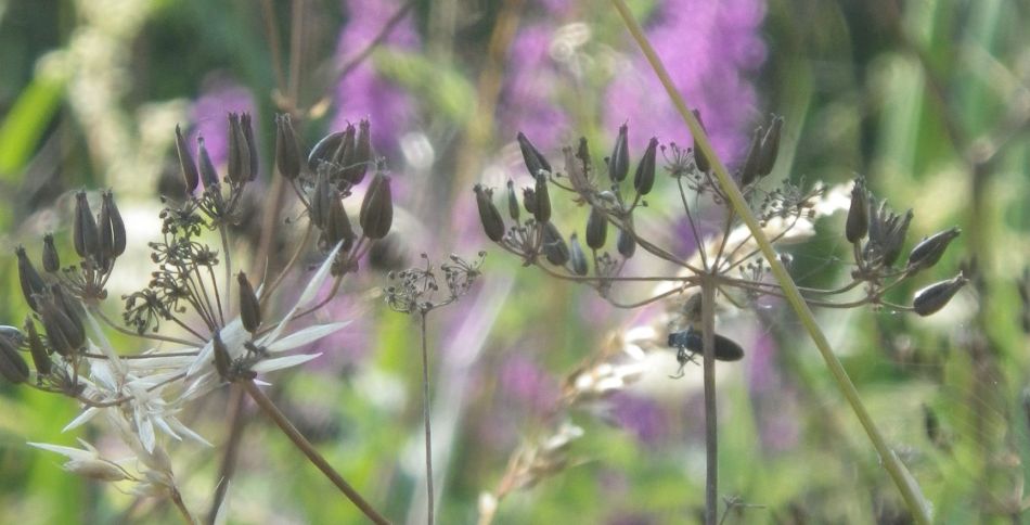 2018-07-07 06 Breakfast Walk at Barnby.jpg