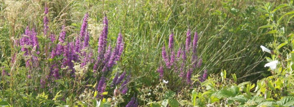 2018-07-07 07 Breakfast Walk at Barnby.jpg