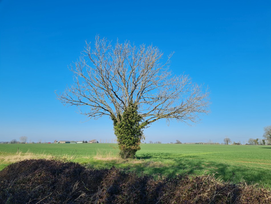 2015-06-09 06 Bressingham.jpg