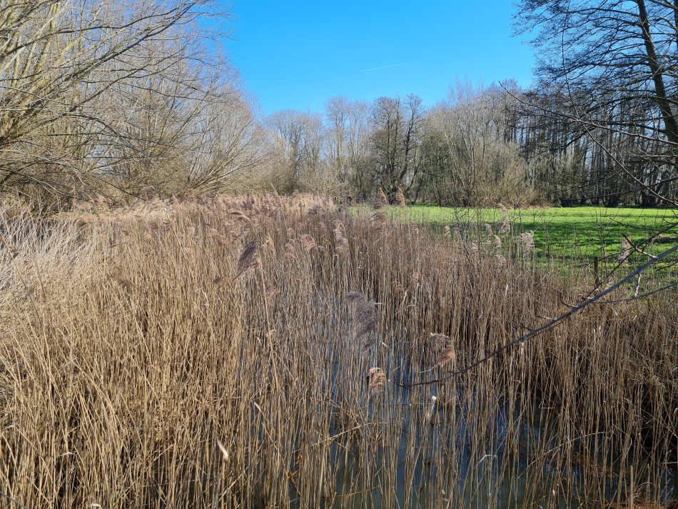 2015-06-09 07 Bressingham.jpg