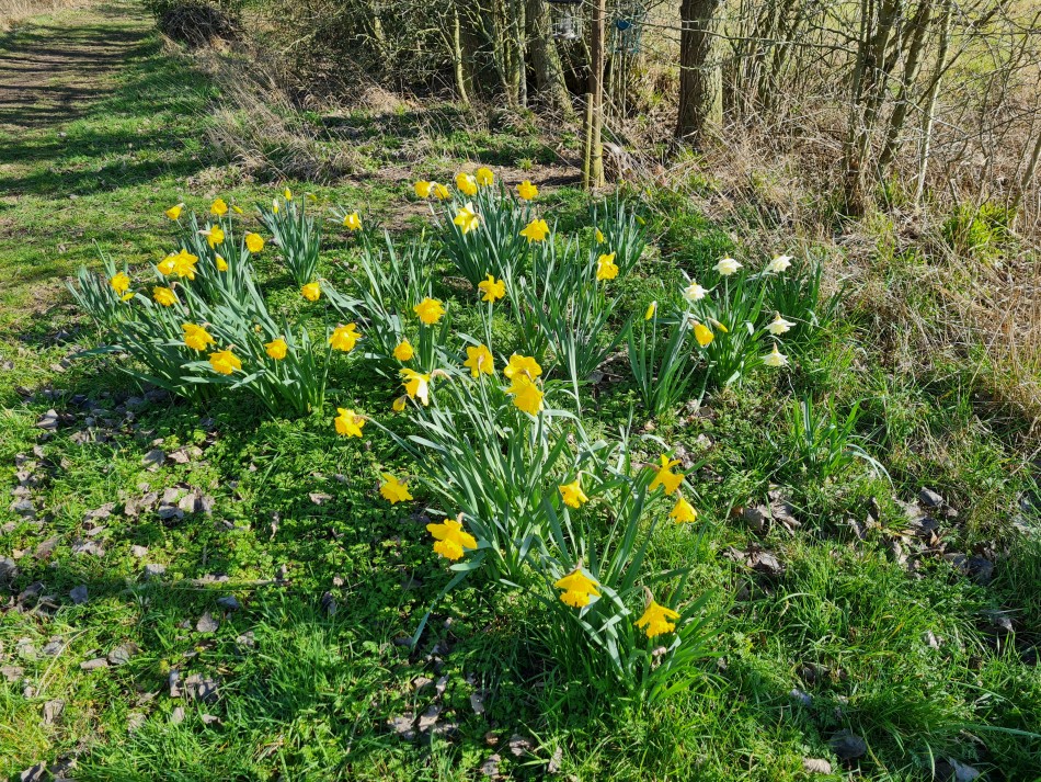 2015-06-09 11 Bressingham.jpg