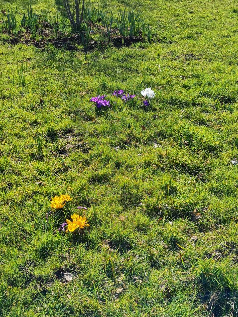 2015-06-09 12 Bressingham.jpg