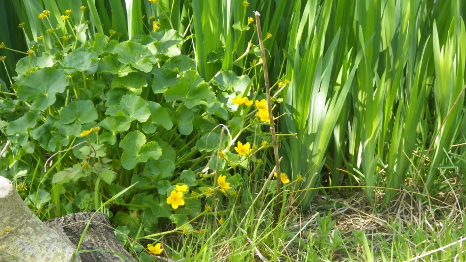 2017-04-23 03 Angles Way Circular.jpg