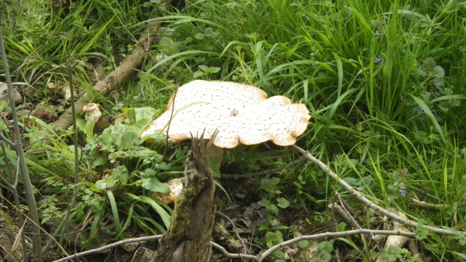 2017-04-23 08 Angles Way Circular.jpg