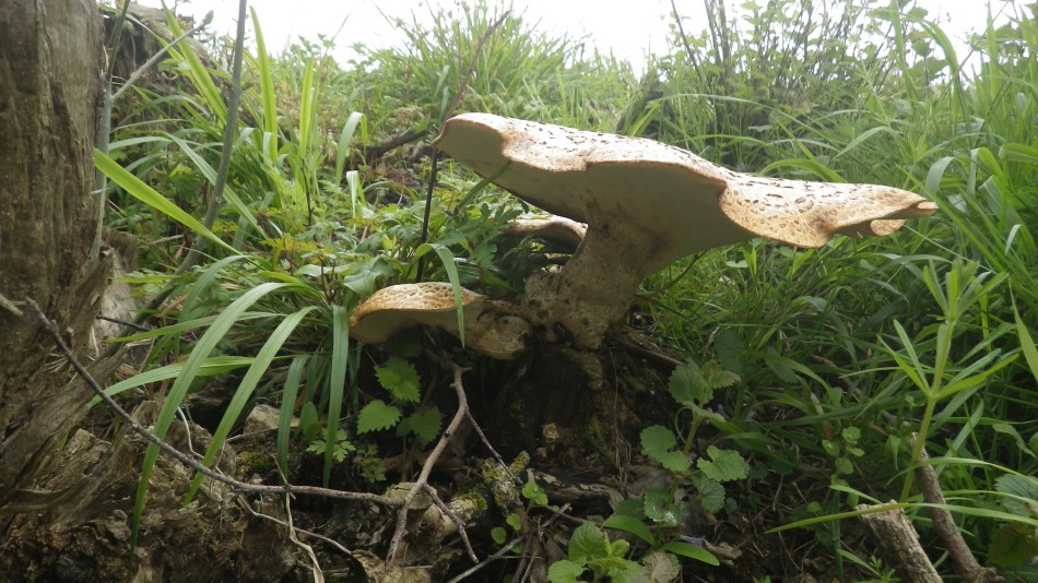 2017-04-23 09 Angles Way Circular.jpg