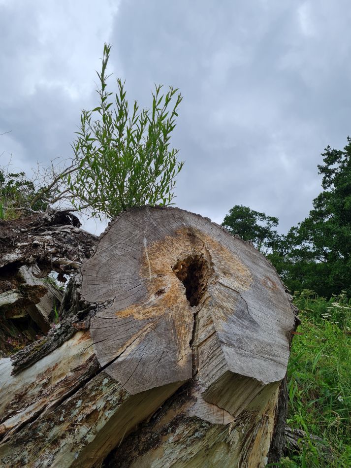 2021-07-15 06 Redgrave and Wortham.jpg