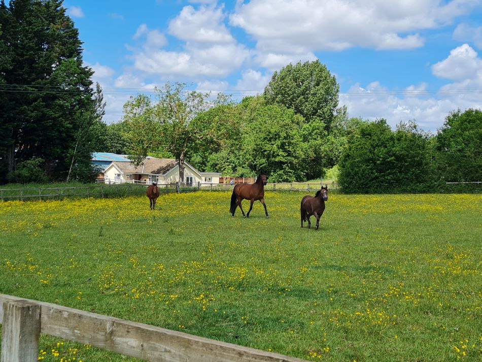 2022-06-09 06 Angles Way 9 - Bressingham.jpg